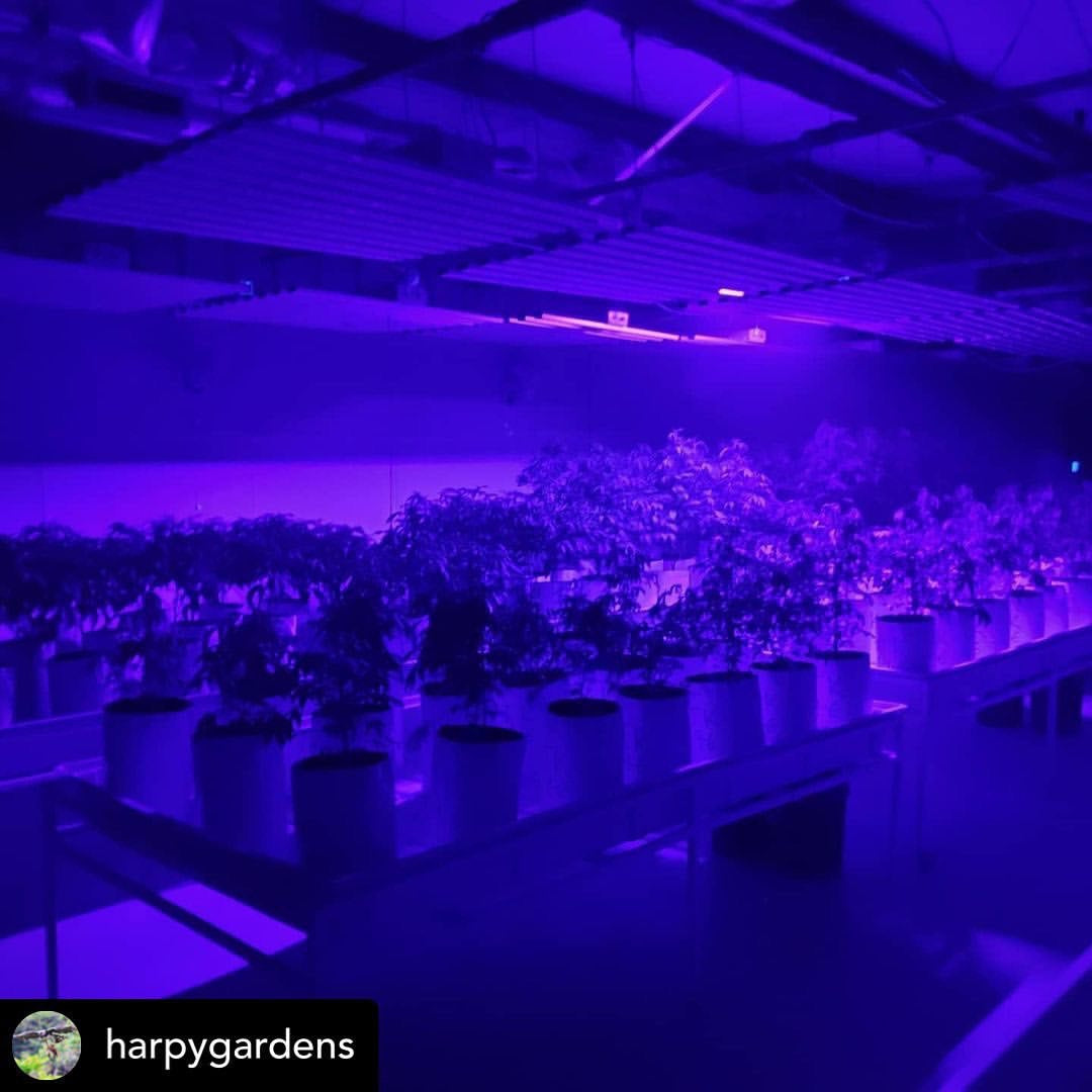 * 10 Bar 930w - Mint White - Three Channel UV Spectrum Enhancing Led Grow Light - Shipping 30 days from time of order.