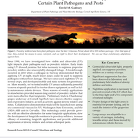 * New 2026 Nova Sun Series – Full Spectrum LED Grow Light with Emerald Green + Red Terp Boost Spectrum