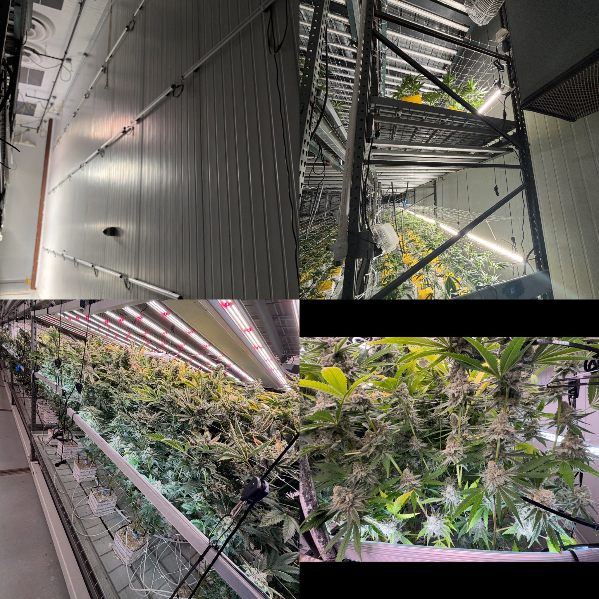 The Truth About Undercanopy & Side Lighting: Why Heavy Red Fails and N ...