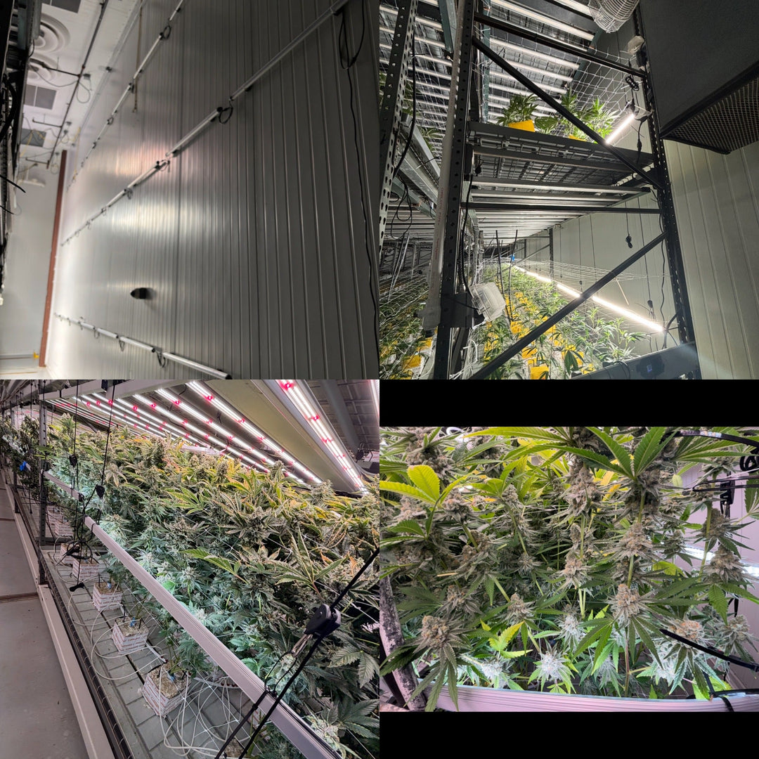 The Truth About Undercanopy & Side Lighting: Why Heavy Red Fails and Natural Spectrum Wins