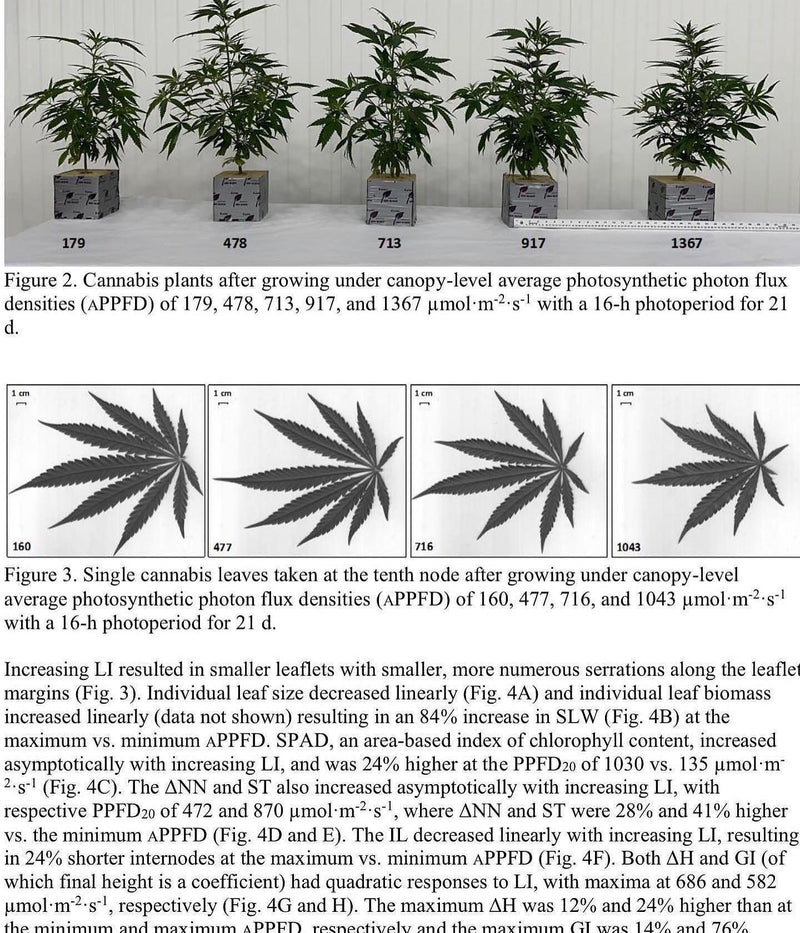 The Optimal Veg Light Intensity