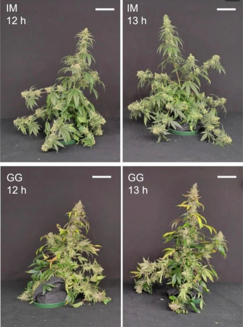 Boosting Cannabis Yields by 35%: The Benefits of Adjusting Your Light Schedule