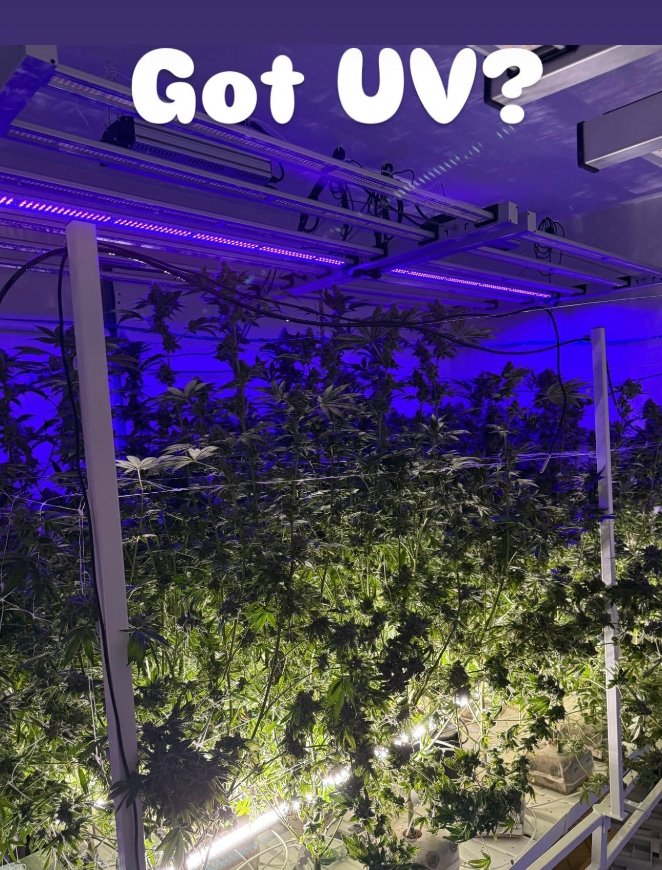 How and When to Use UV Light on Cannabis Plants for Maximum Benefit