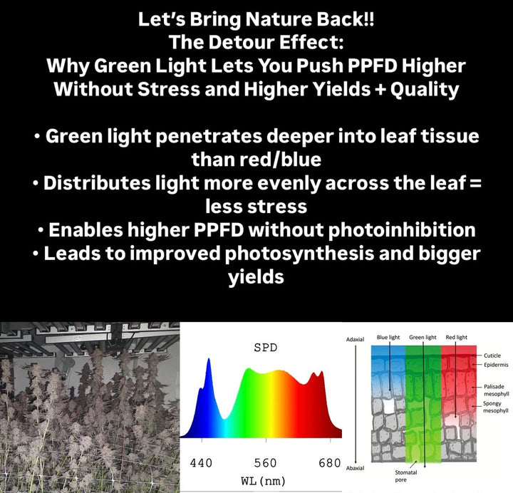 * Veg + Mom Series with Enhanced Blue Spectrum