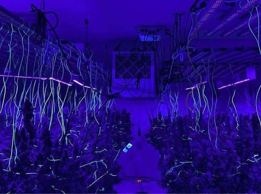 * New 2026 Nova Sun Series – Full Spectrum LED Grow Light with Emerald Green + Red Terp Boost Spectrum