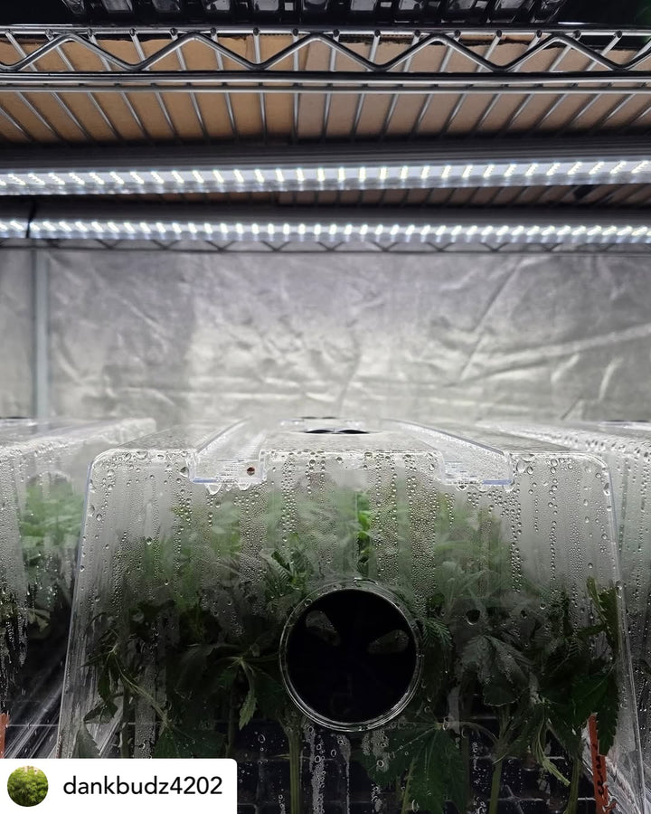 Clone and Inter-canopy LED grow light bar (2 bars per box), 50w each Mammoth Lighting Sunspec Spectrum