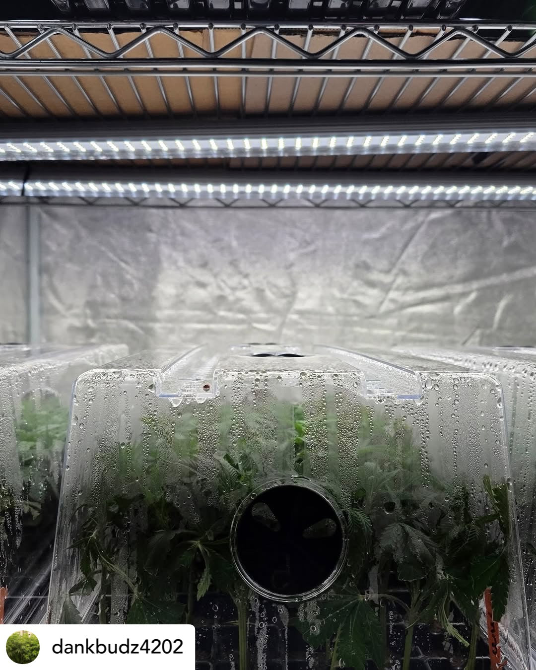 4x4 grow tent light Clone and Inter-canopy LED grow Light bar (2 bars per box), 50w each Mammoth Lighting Sunspec Spectrum 2 Light bars per box + 2 sets of adjustable
