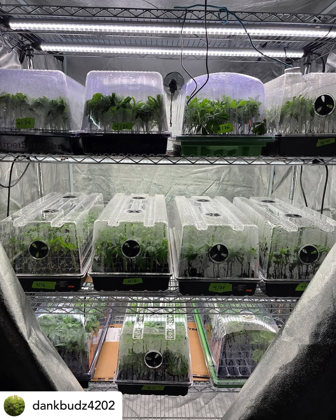 Clone and Inter-canopy LED grow light bar (2 bars per box), 50w each Mammoth Lighting Sunspec Spectrum