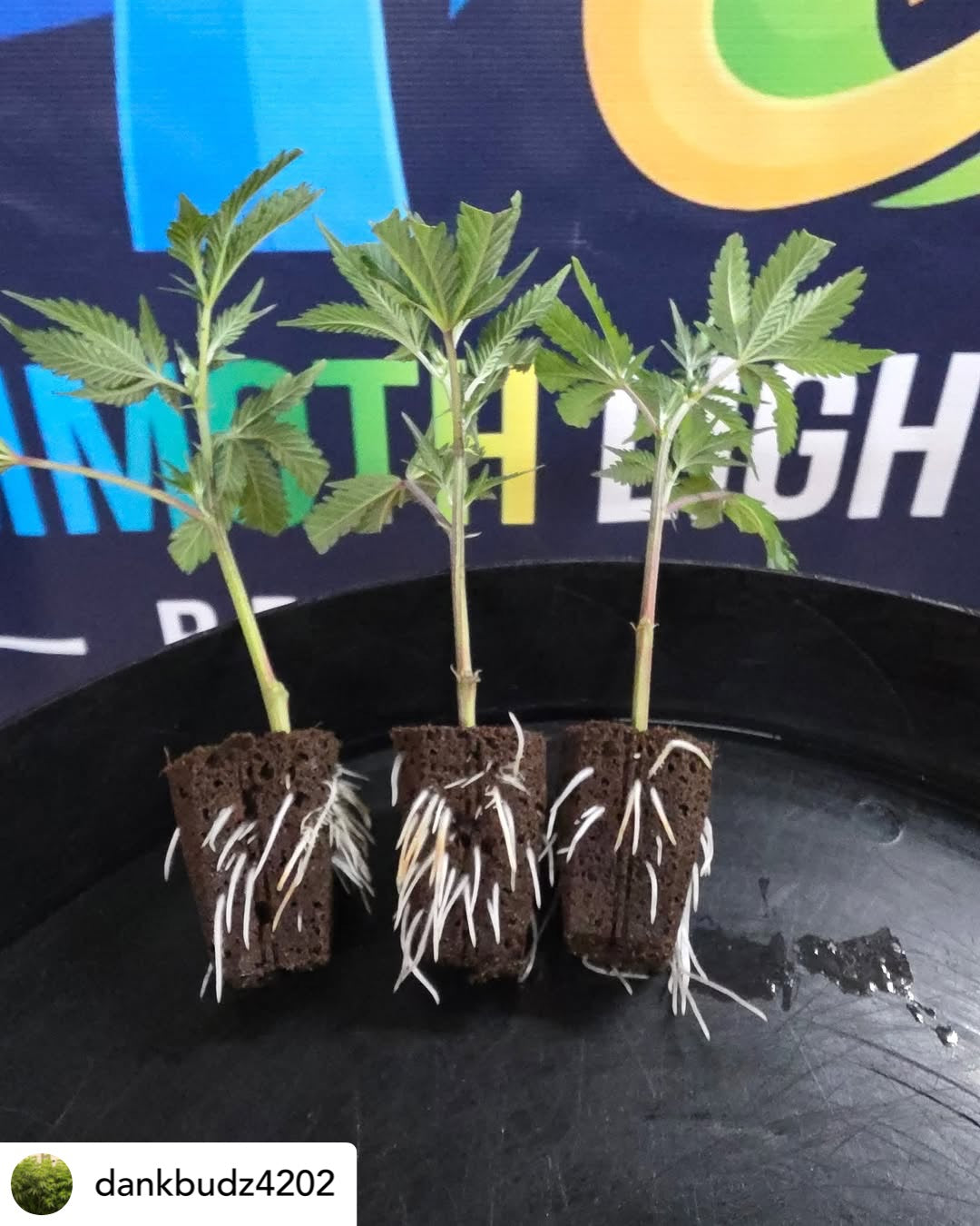 Clone and Inter-canopy LED grow light bar (2 bars per box), 50w each Mammoth Lighting Sunspec Spectrum