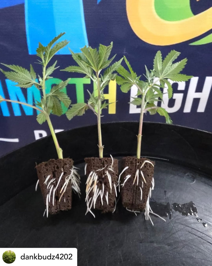 Clone and Inter-canopy LED grow light bar (2 bars per box), 50w each Mammoth Lighting Sunspec Spectrum