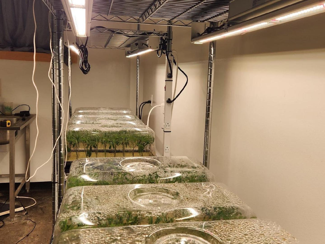 100w Single Bar - Nova Sun Series - Multi Use (Clones / Veg / Side Lighting / 2x4 tents, etc)