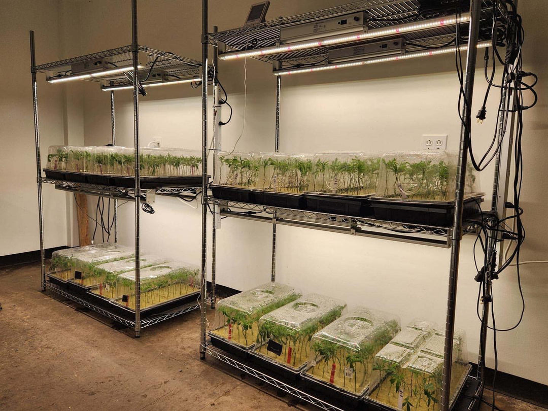 100w Single Bar - Nova Sun Series - Multi Use (Clones / Veg / Side Lighting / 2x4 tents, etc)