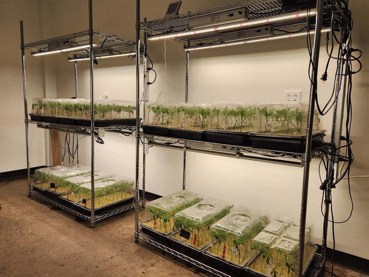 100w Single Bar - Nova Sun Series - Multi Use (Clones / Veg / Side Lighting / 2x4 tents, etc)