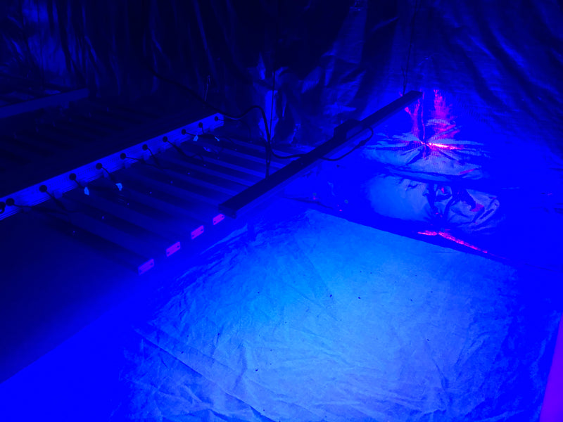UV Bar